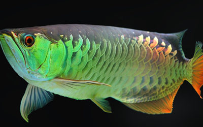 The Arowana Enigma: ancient fish, modern survival traits