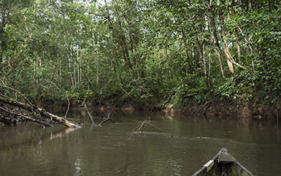 Entering Amazonas: Exploring aquarium fisheries in Leticia, Colombia