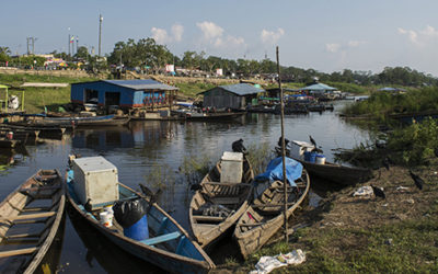 Leticia Continued: the Aquarium Fishery on Colombia’s Amazon