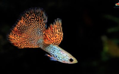 Friday Photospread: Lured Back to Guppies