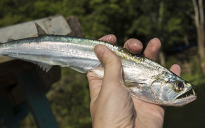 Next stop, Pucallpa: the aquarium fishery on the Rio Ucayali, Peru