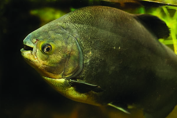 Notorious for outgrowing home aquariums, pet Pacu are too often turned loose in local waters to die or drawn criticism to the aquarium hobby. 