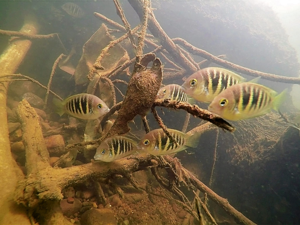 A large school of Etroplus canarensis (Canara Pearlspot Cichlid) eating epilithic algae grown on a dead submerged tree
