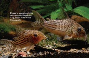 Corydoras araguaiaensis, the most common Magnifiscent Cory, occurs in the middle Rio Araguaia