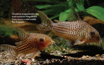 AMAZONAS Excerpt: Corydoras of the Rio Araguaia