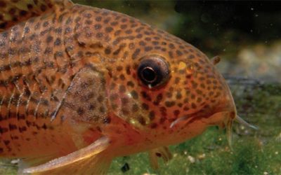 New Corydoras Species Honors AMAZONAS Editor