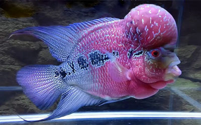 AMAZONAS Feature Video: A Flowerhorn Year