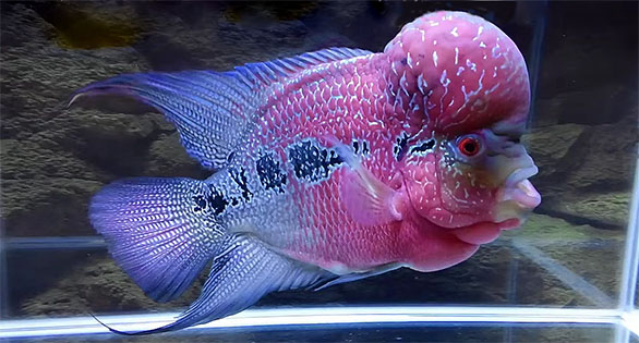 Foo the Flowerhorn: First video is an amazing documentary record of on year in the development of his hump under the care of a pampering owner.
