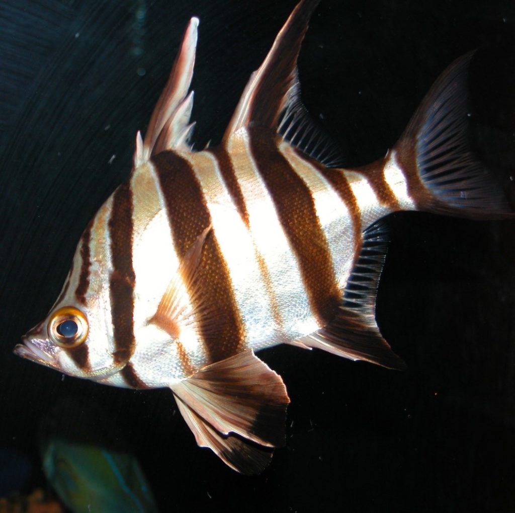 Old Wife fish – named for the grumbling noise it makes when removed from the water