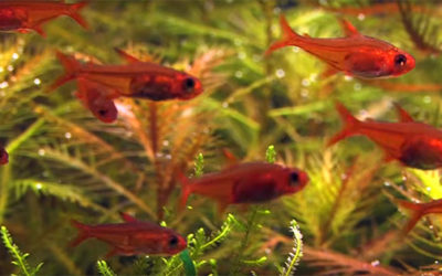 Video – Newfound Love for the Ember Tetra