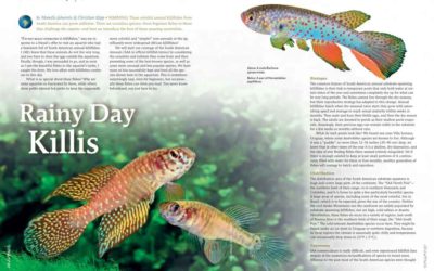 AMAZONAS “South American Killifishes” Issue Inside Look