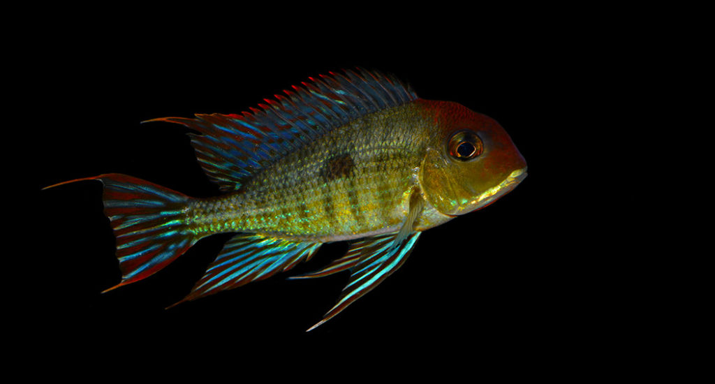 Geophagus sp. "Orange Head Tapajos", yet another popular endemic fish at risk due to another unpopular Brazilian Dam project? - Image by Matt Pedersen