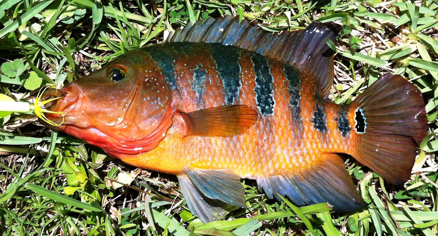 Mayan Cichlid taken on lure. FWC image: John Cimbaro.