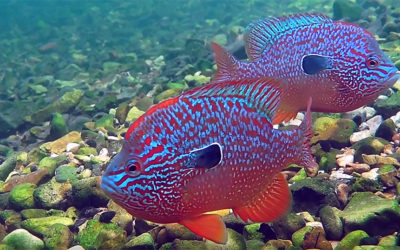 VIDEO: Mind Blowing Native Fishes