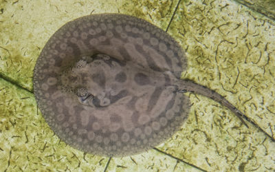 Rio Negro ‘Hystrix’ Stingray Gets a Name: Potamotrygon wallacei