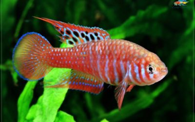 Killing 3 Days: the American Killifish Association’s 2016 Convention