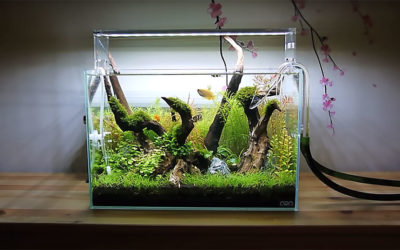 Video: Ray Motoyama’s Mini Forest is 8 Gallons of Inspiration