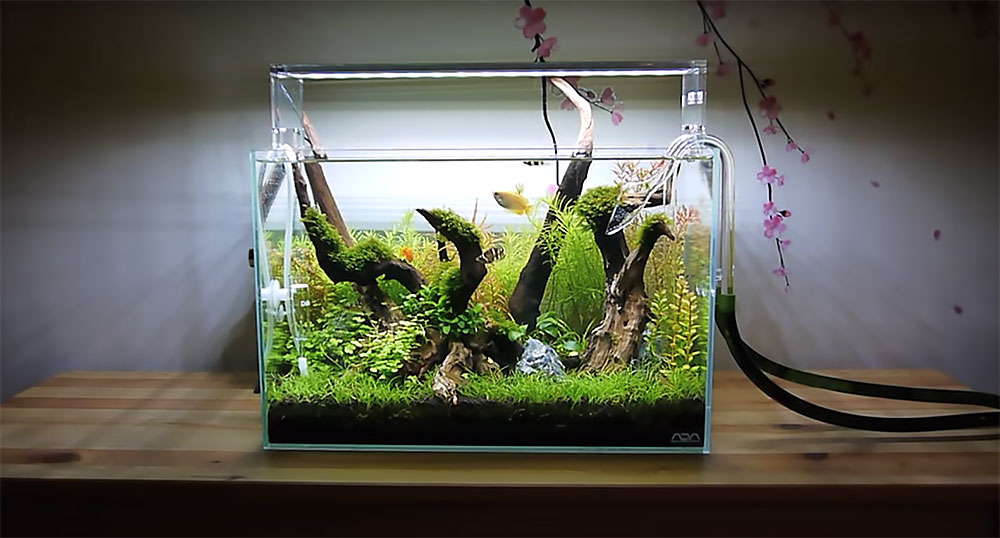Video: Ray Motoyama’s Mini Forest is 8 Gallons of Inspiration