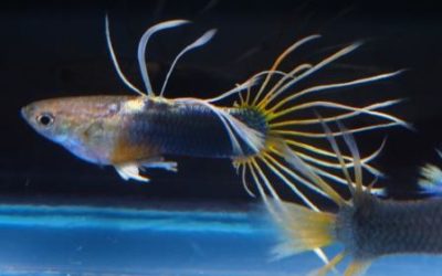 Welcome to the World of Modern Guppy Breeding