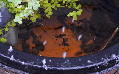 Tropical Outdoor Whiskey Barrel Ponds, Part III