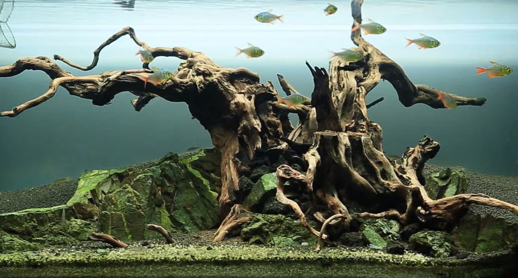 "Dead Tree" - just another phase of an aquarium's life cycle!