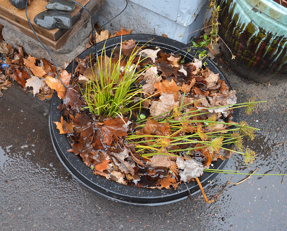 The elements of fall simply overwhelmed the shallow pond by early November.