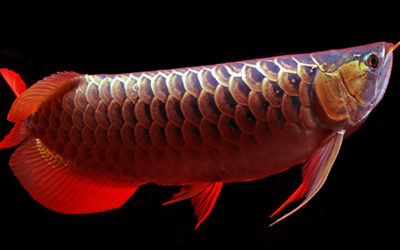 VIDEO: The Allure of Asian Arowana