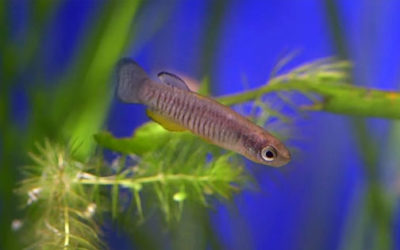 VIDEO: Saving the Corfu Killifish