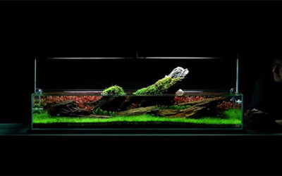 VIDEO: Start To Finish Aquascape with the GreenMachine