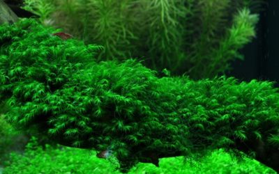 Tropica Tissue-Cultured Aquarium Plants