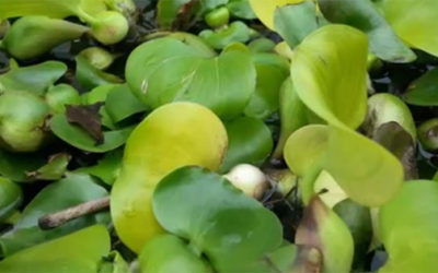 Video: Science Behind Aquatic Invasive Plants