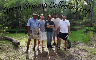 Video: Florida Fish Collection at Green Swamp