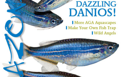 AMAZONAS “Dazzling DANIOS” Issue: Inside Look