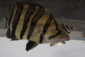 Large Tigerfish (Datnioides sp.) on display