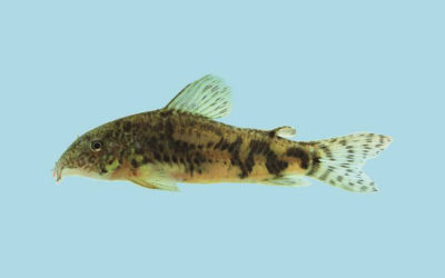 Introducing a New Catfish, Scleromystax reisi