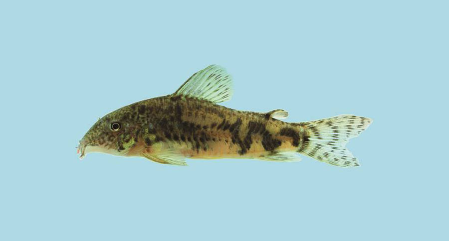 Introducing a New Catfish, Scleromystax reisi