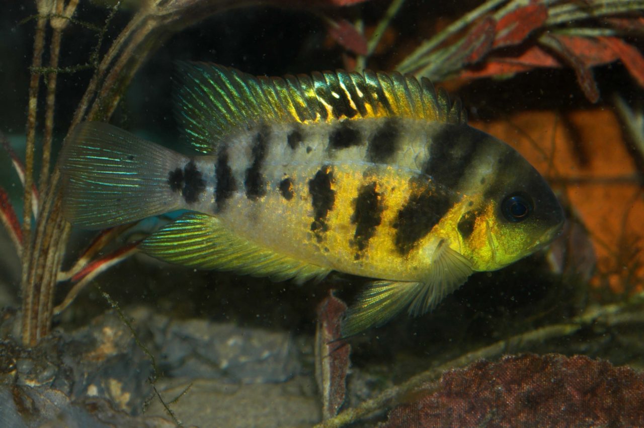 ACA Cichlid Competition Announced for Aquatic Experience – Chicago ...