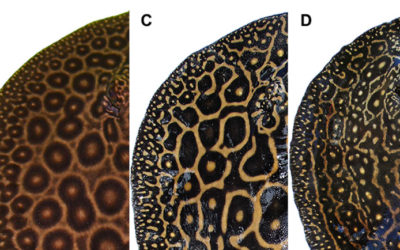 Two New Freshwater Stingrays from the Tapajós Basin