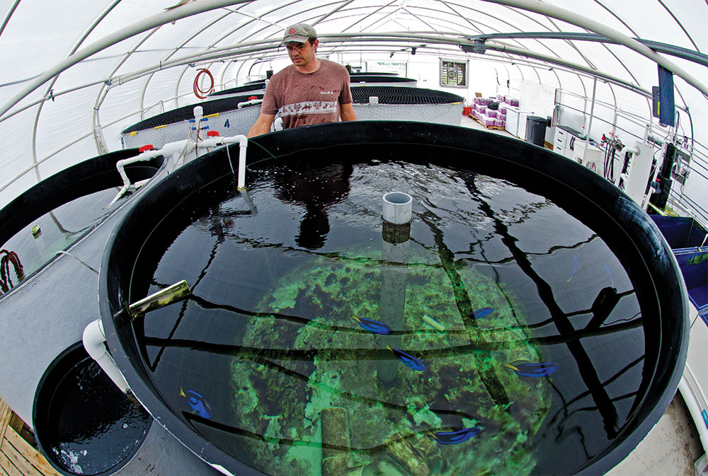Biologist Eric Cassiano inspects an 800-gallon (3,028-L) Blue Tang (P. hepatus) broodstock tank at the University of Florida’s Tropical Aquaculture Laboratory. Broodstock tanks are supplied with a circular flow of water that brings pelagic eggs toward the collection bar (left foreground) and egg-collecting tank (lower left).