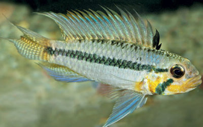 Apistogramma sororcula, a Newly-Described Dwarf Cichlid