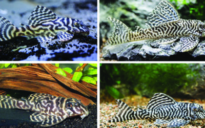 Genetic Evidence Indicates Xingu Plecos L066 & L333 are Same Species