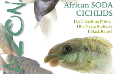 AMAZONAS “African SODA CICHLIDS” Issue: Inside Look