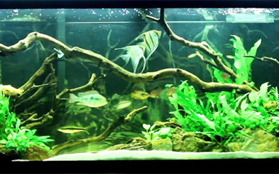 AMAZONAS Video: 55-Gallon Tank – 2 years in 2 minutes