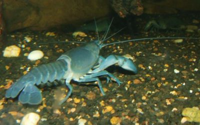 US FWS Issues Ban on 10 Fish Species & 1 Crayfish