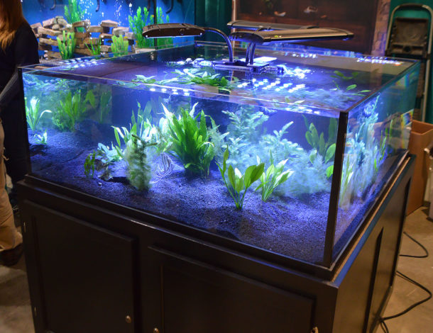 Freshwater Tanks of the Aquatic Experience 2016, Part 1 - AMAZONAS Magazine