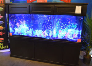 One more display at the show entrance featuring hordes of GloFish.