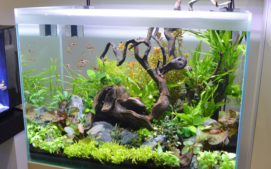 Freshwater Tanks of the Aquatic Experience 2016, Part 1