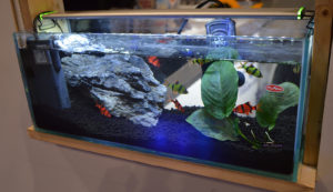 Aqua-Tech Co. had a couple small freshwater aquariums on display, including these genetically-modified GloFish Tiger Barbs.