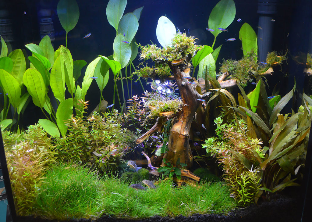 A beautiful aquascape inside this Kithros aquarium only reinforces the high-end aquarium that housed it.