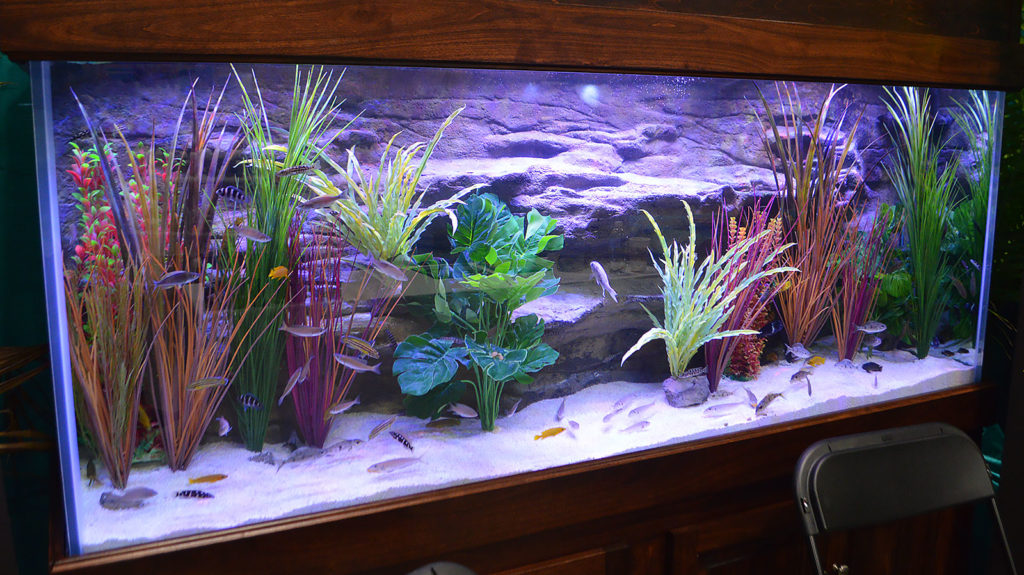 Florida Exotic Fish Sales and Xtreme Aquatic Foods presented a display featuring Tanganyikan Cichlids.